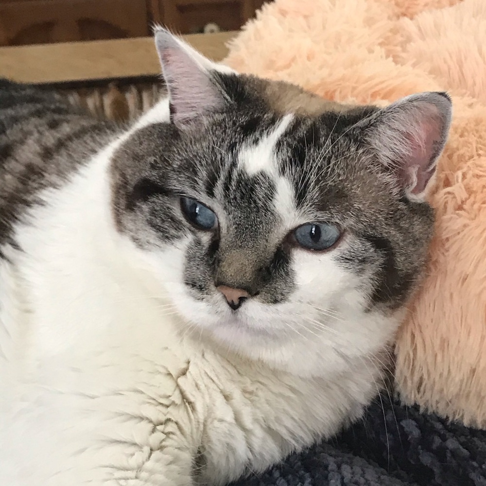 Meet your Posher, Virginia